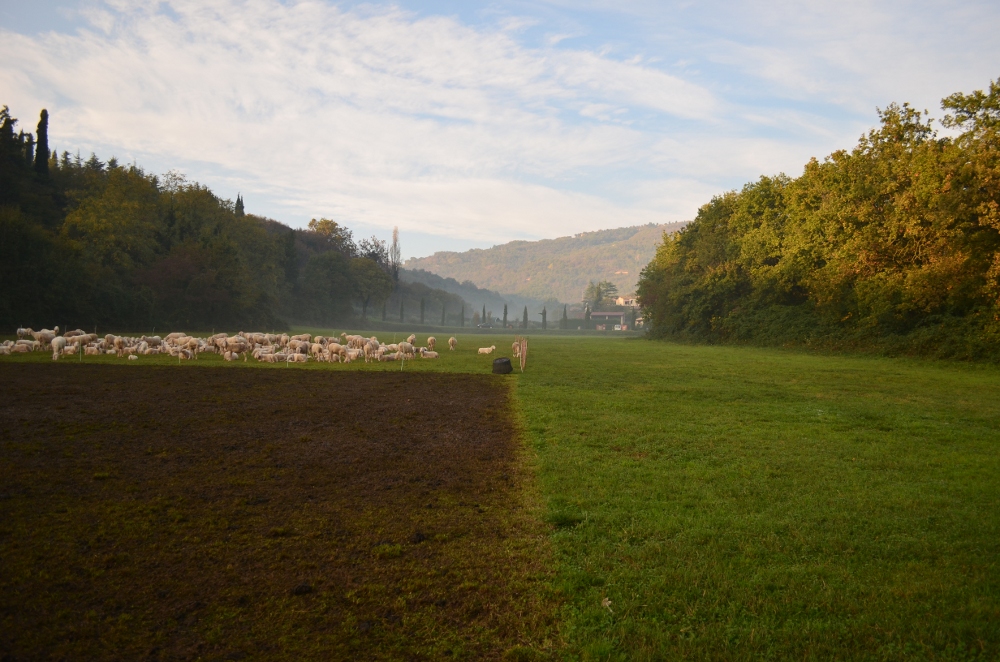rentedfield